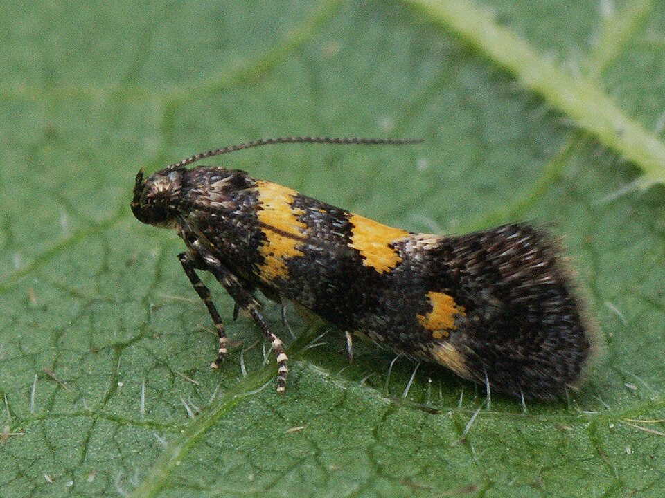 Fayl:Chrysoesthia sexguttella (40007890655).jpg