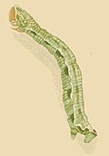 Lichinka