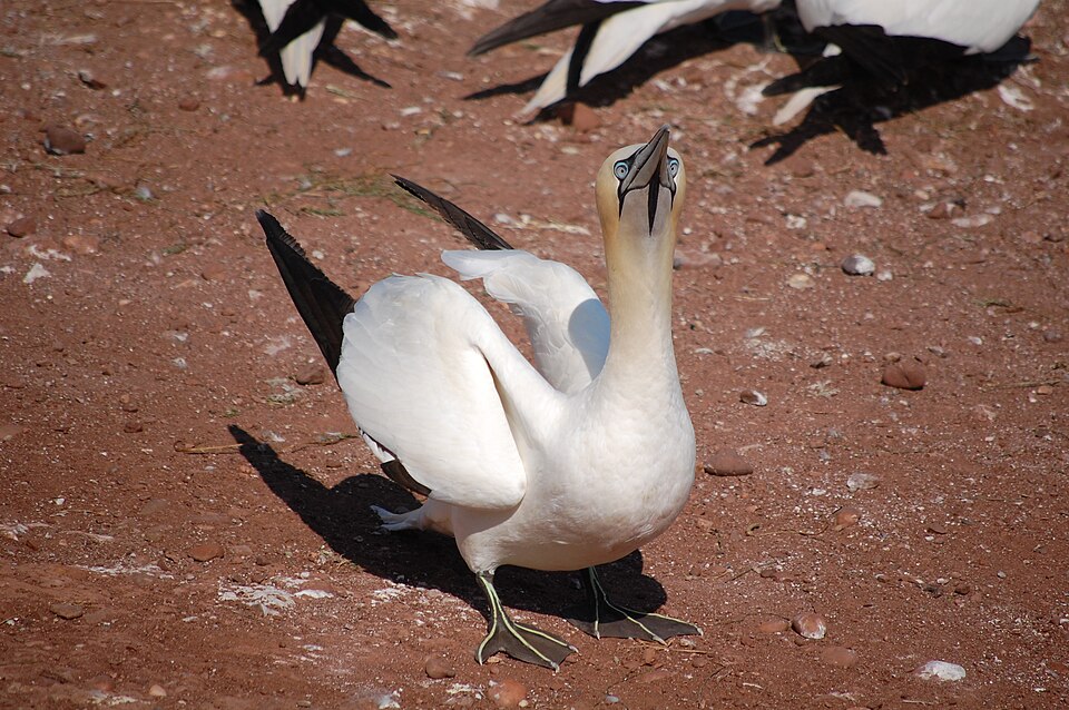 Fayl:Gannet up close.jpg