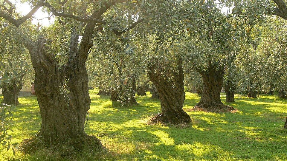 Fayl:Olive trees on Thassos.JPG