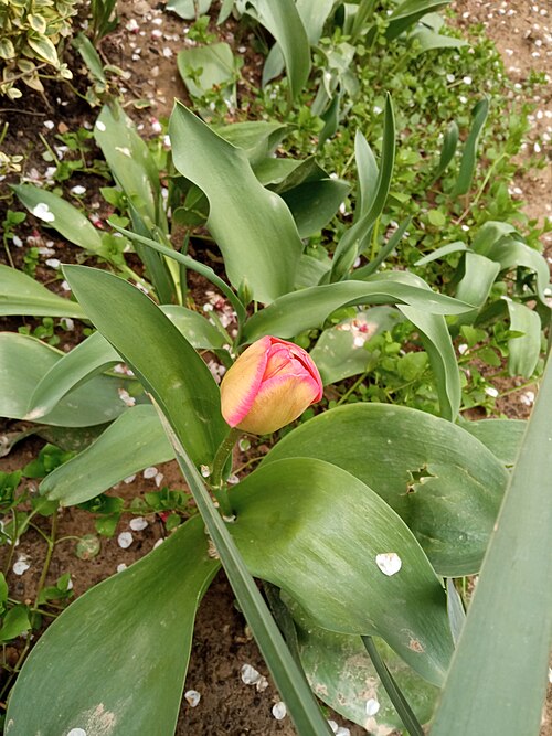 Fayl:Tulip.1212.jpg