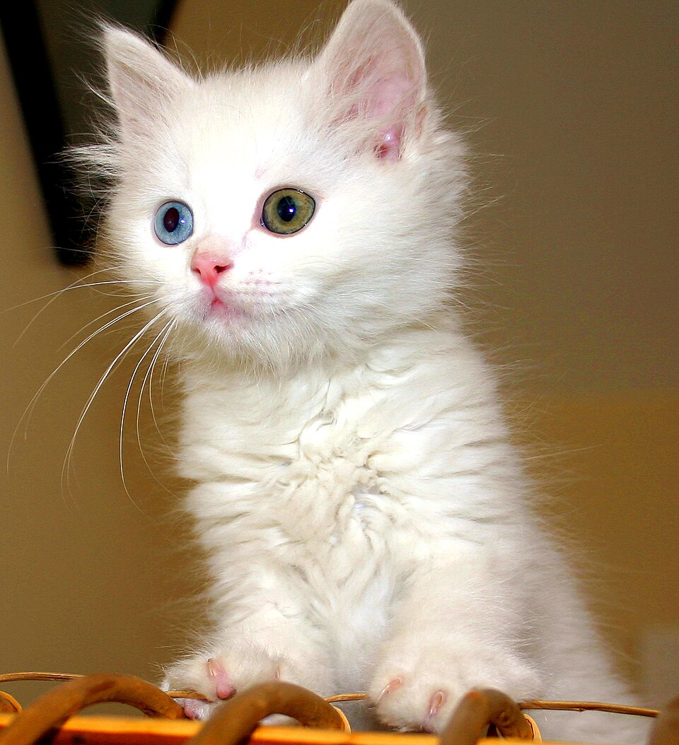 Fayl:Van kitten.jpg