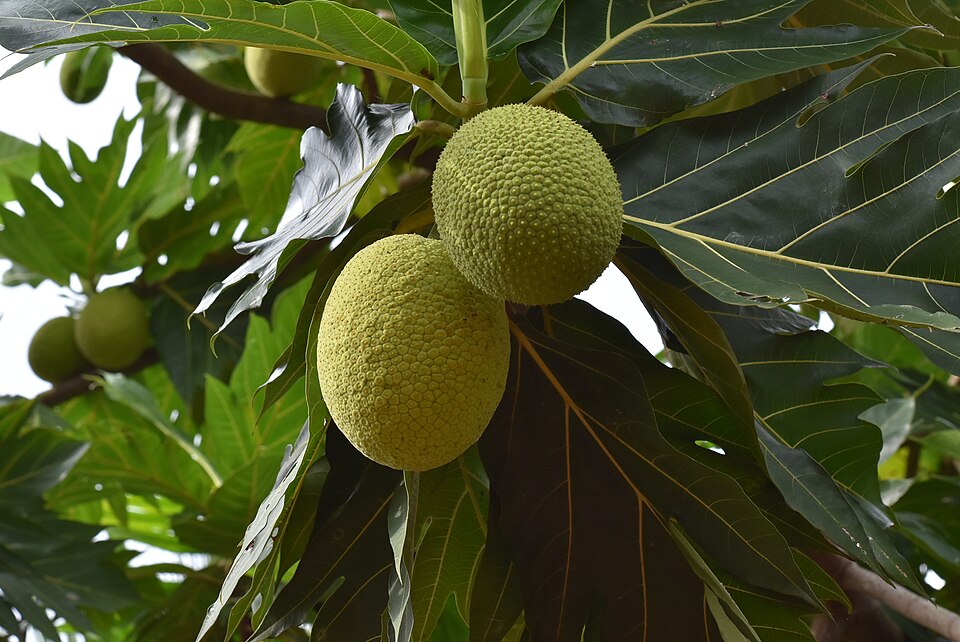 Fayl:Breadfruit 4.jpg