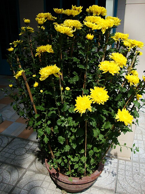 Fayl:Chrysanthemum morifolium (4).JPG