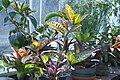 Croton "Petra" botanika bog'ida