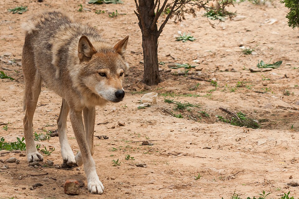 Fayl:Dalian Liaoning China Forest-Zoo-01.jpg