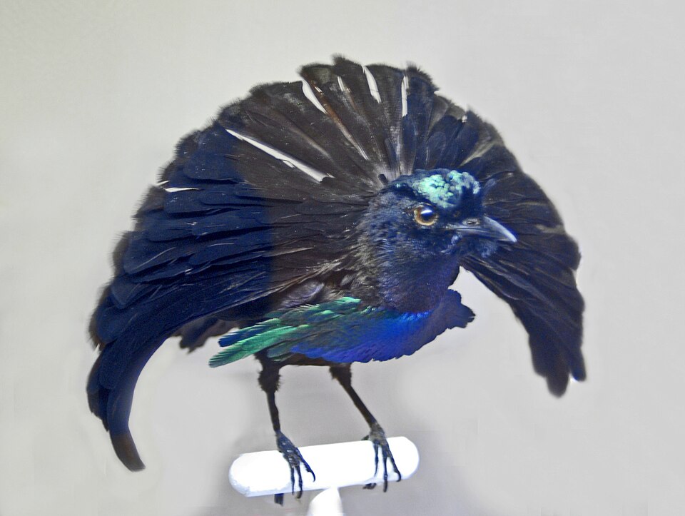 Fayl:Paradisaeidae - Lophorina superba.JPG