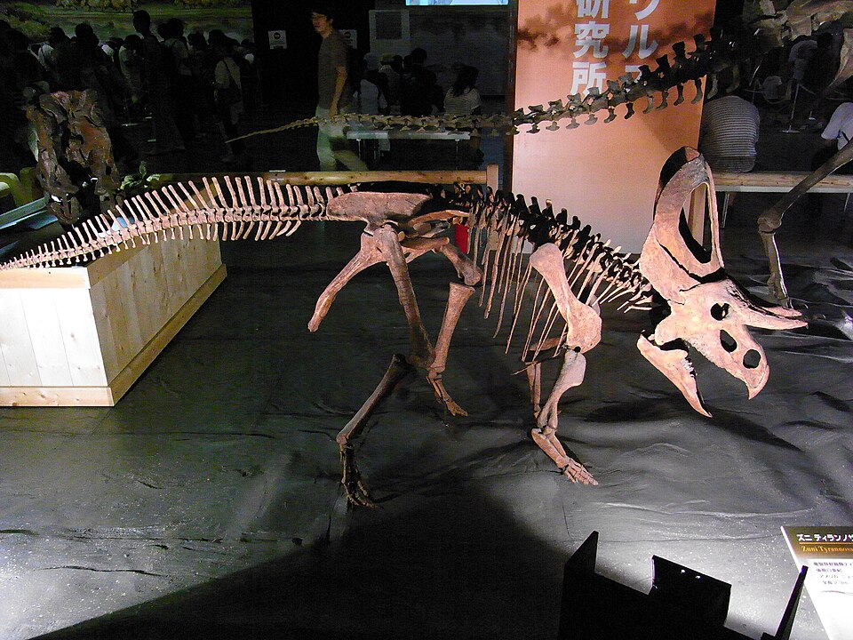 Fayl:Zuniceratops skeleton.jpg