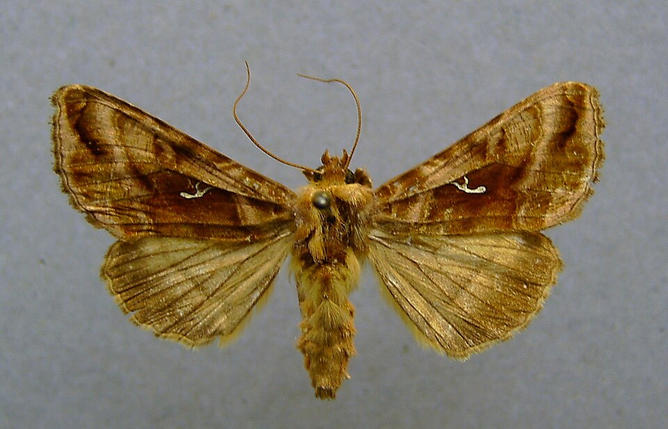 Fayl:Autographa jota.jpg