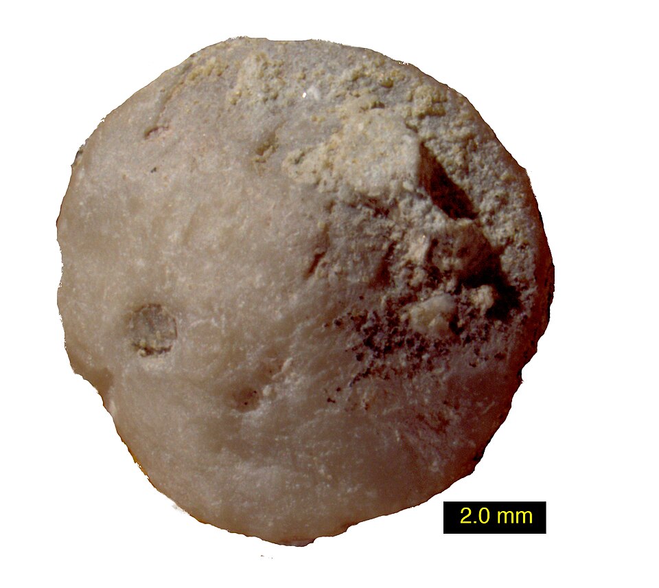 Fayl:Bolboporites top view.jpg
