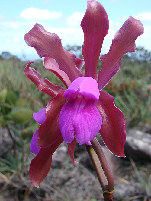 Fayl:Cattleya elongata.jpg