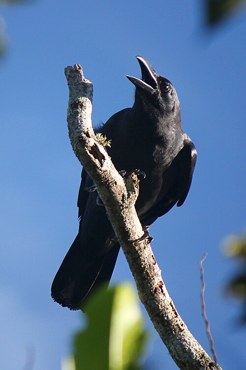 Fayl:Corvus enca celebensis.JPG