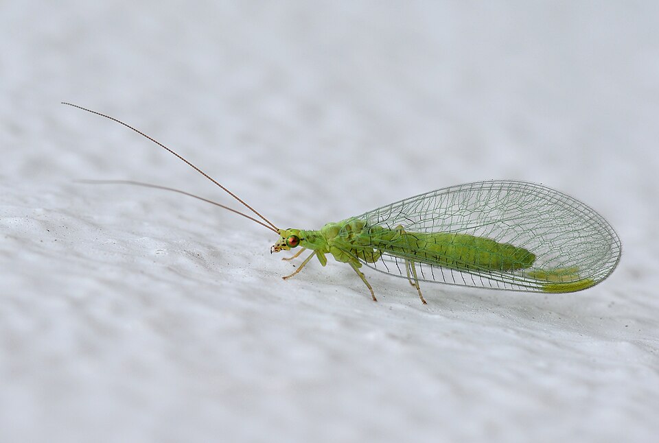 Fayl:Crisopid July 2013-9.jpg