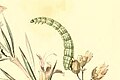 Lichinka
