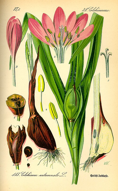 Fayl:Illustration Colchicum autumnale0.jpg