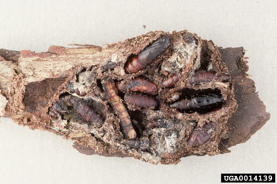 Fayl:Iridopsis pergracilis pupae.jpg