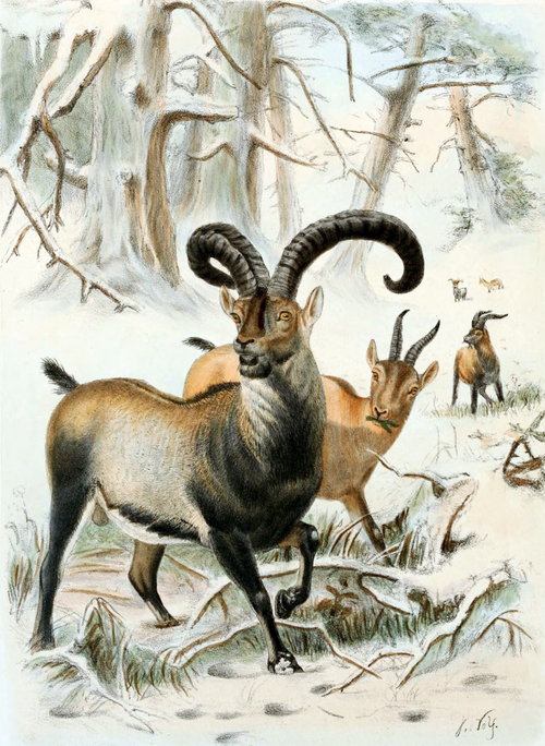 Fayl:Pyrenean Ibex.png