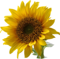 03:39, 2005-yil 17-avgust dagi versiya uchun tasvir