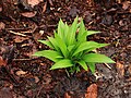 Allium ursinum