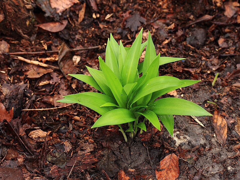 Fayl:Blad van Daslook (Allium ursinum).JPG