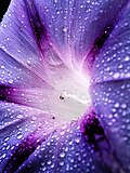 Och koʻk rangli I. purpurea