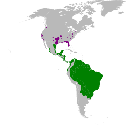 Fayl:Cairina moschata map.svg