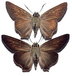 Muzey namunasi