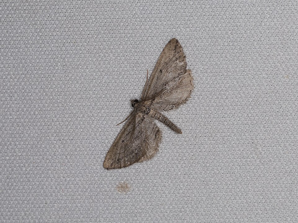Fayl:Hulstina exhumata (28947633878).jpg