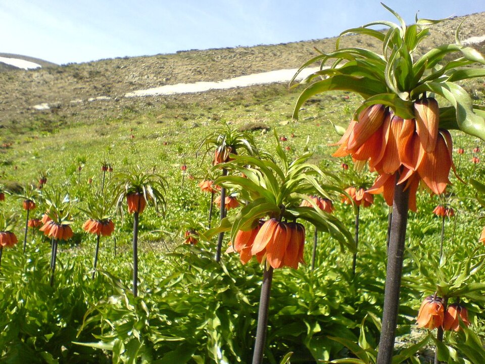 Fayl:Inverted tulips Borujen.jpg