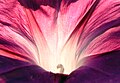 Pushti I. purpurea yaqindan