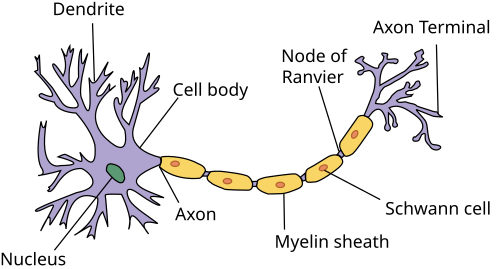 Fayl:Neuron.svg