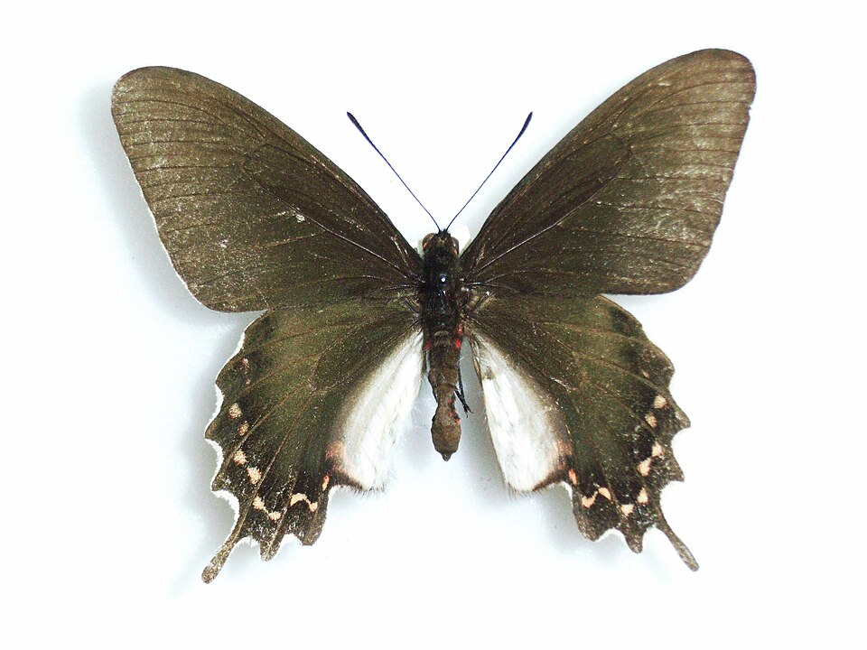 Fayl:Paridesbunichusdamocrates(Guenée, 1872)Male.JPG