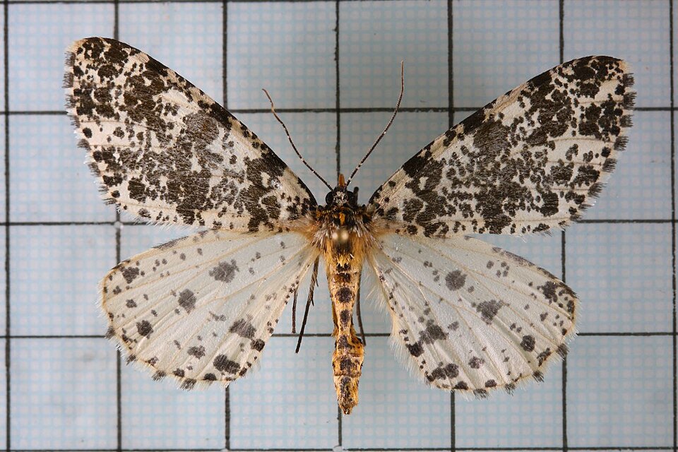 Fayl:Arichanna picaria2.jpg