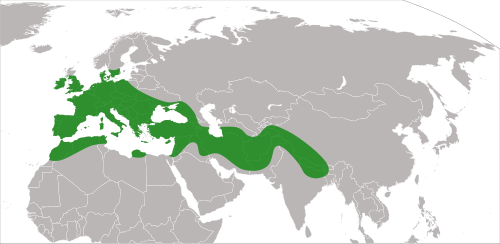 Fayl:Arum distribution.svg