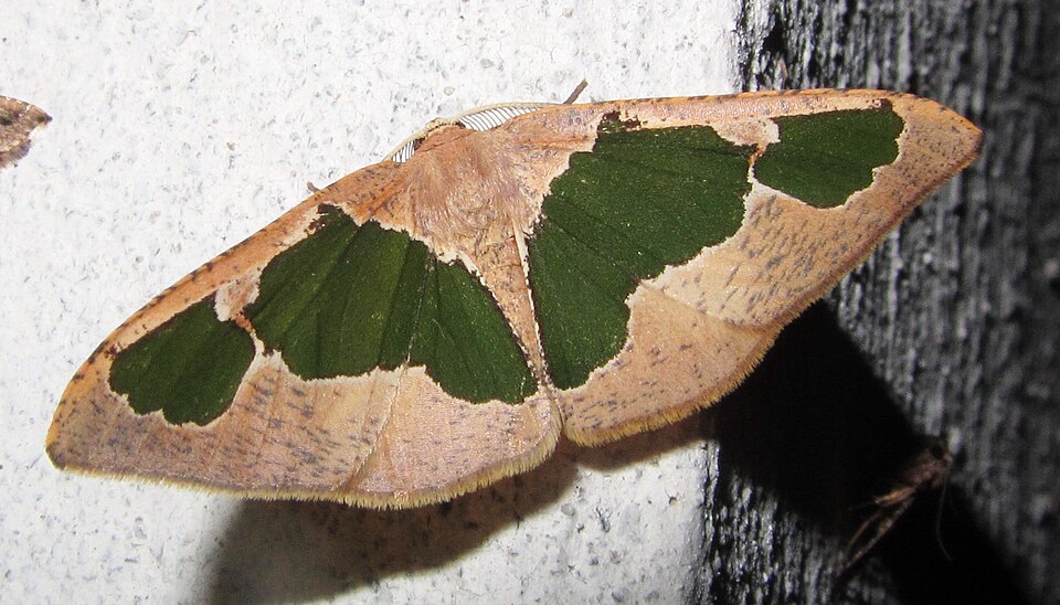 Fayl:Celenna festivaria (7222160688).jpg