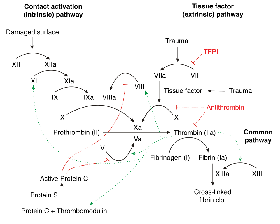 Fayl:Coagulation full.svg