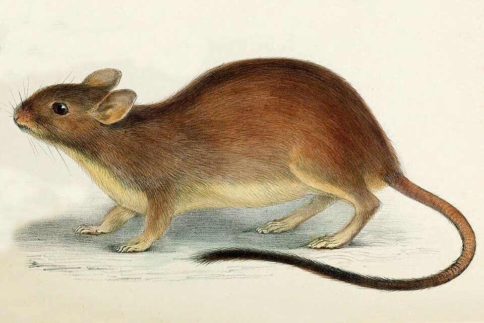Fayl:Conilurus penicillatus.jpg