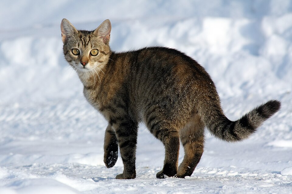 Fayl:Felis catus-cat on snow.jpg