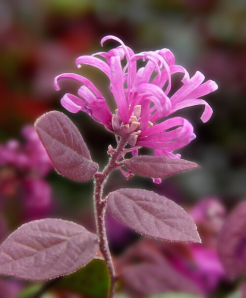 Fayl:Loropetalum 2.jpg