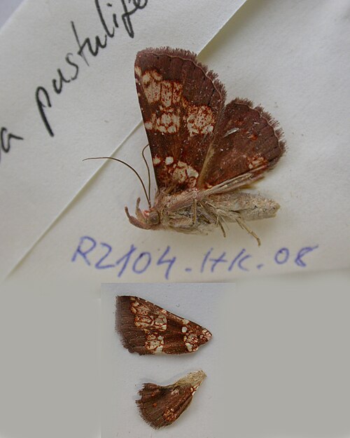 Fayl:RZ104 Saroba pustulifera (5571958745).jpg