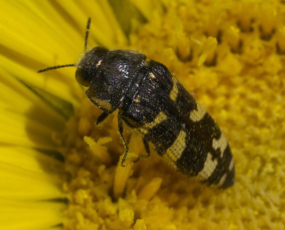 Fayl:Acmaeodera macra P1320881a.jpg