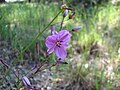 17:40, 2009-yil 24-noyabr dagi versiya uchun tasvir