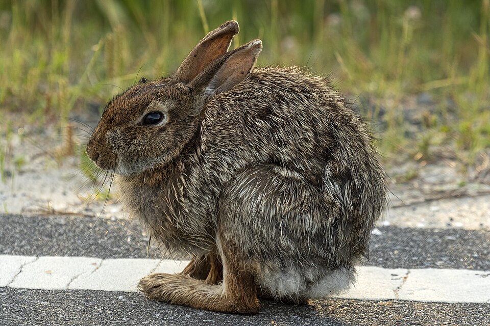 Fayl:Assateague rabbit MD1.jpg