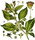 Belladonna oʻsimligi: rangli kitob illyustratsiyasi (anatomik tafsilot)