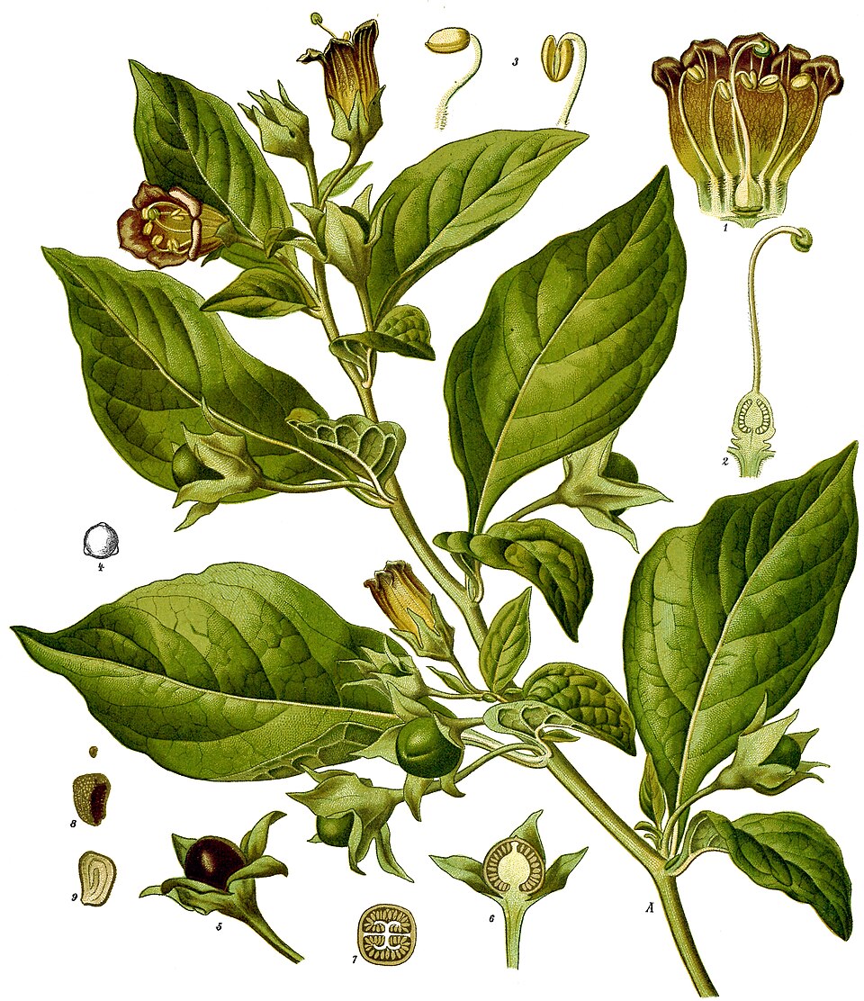 Fayl:Atropa belladonna - Köhler–s Medizinal-Pflanzen-018.jpg