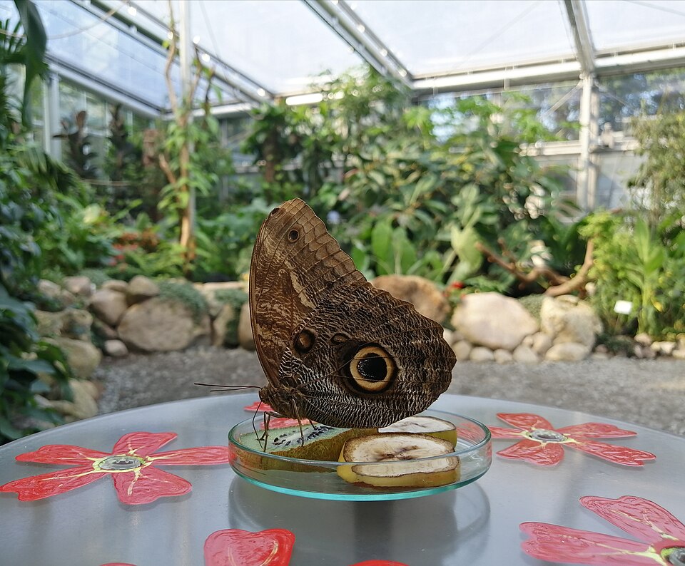 Fayl:Botanika-Schmetterling.jpg