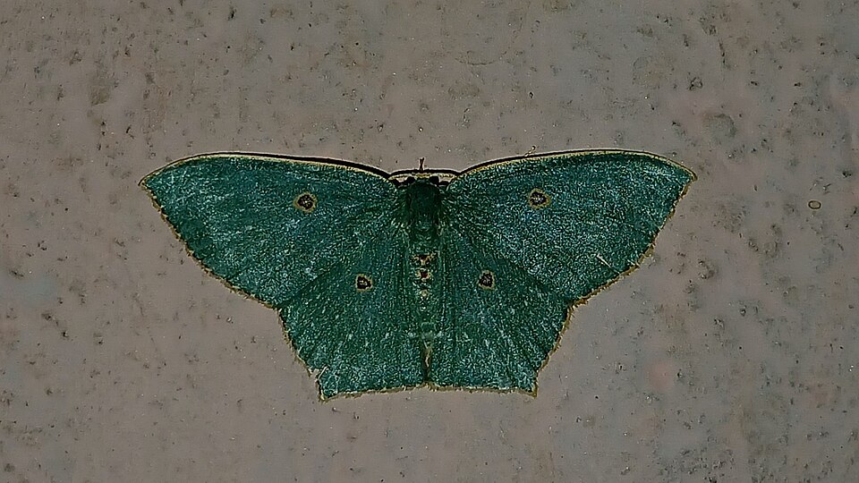 Fayl:Cyclothea disjuncta.jpg