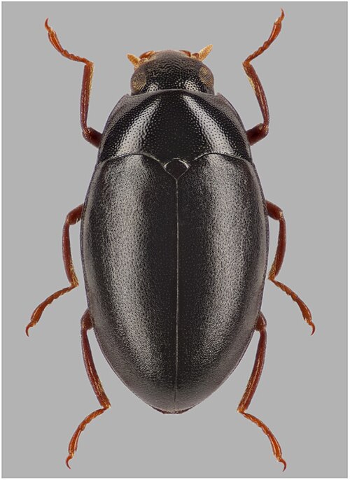 Fayl:Elmomorphus reticulatus.jpg