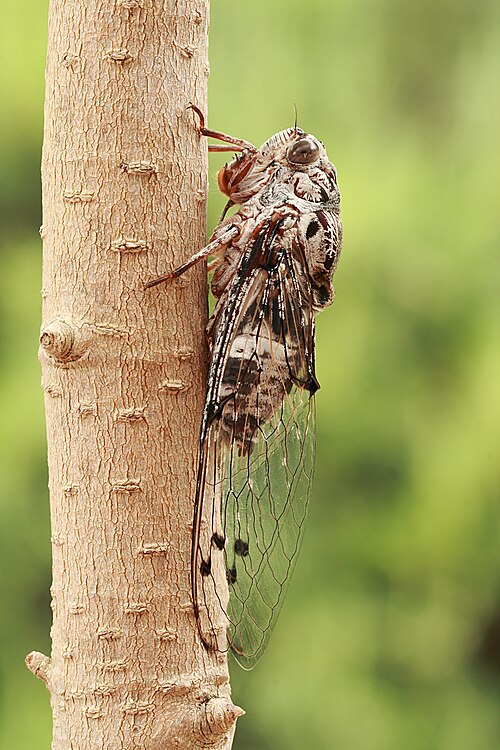 Fayl:Floury Baker cicada side.JPG
