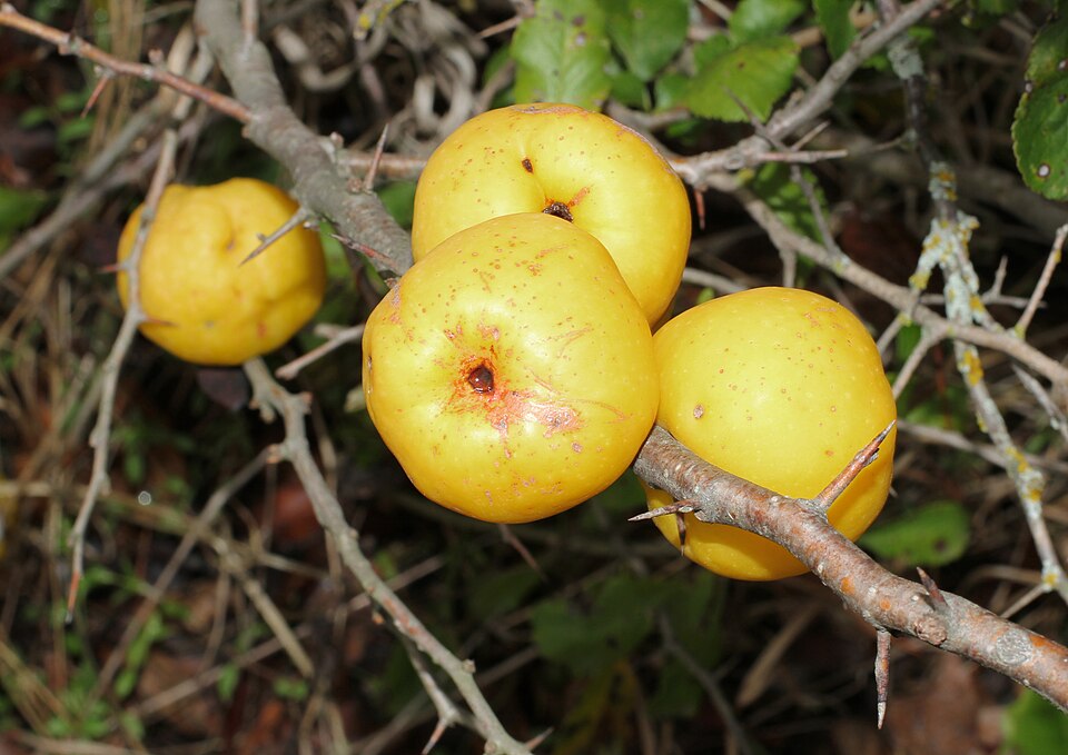 Fayl:Japanese quince fruit 2015 G1.jpg